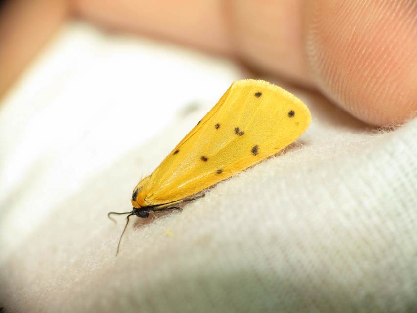 Setina irrorella - nagy molyszövő