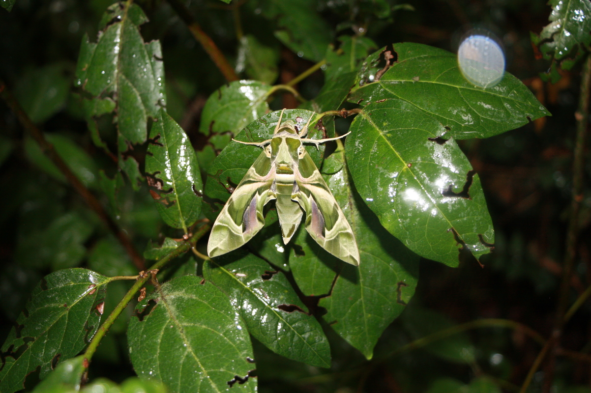 Daphnis nerii - oleanderszender