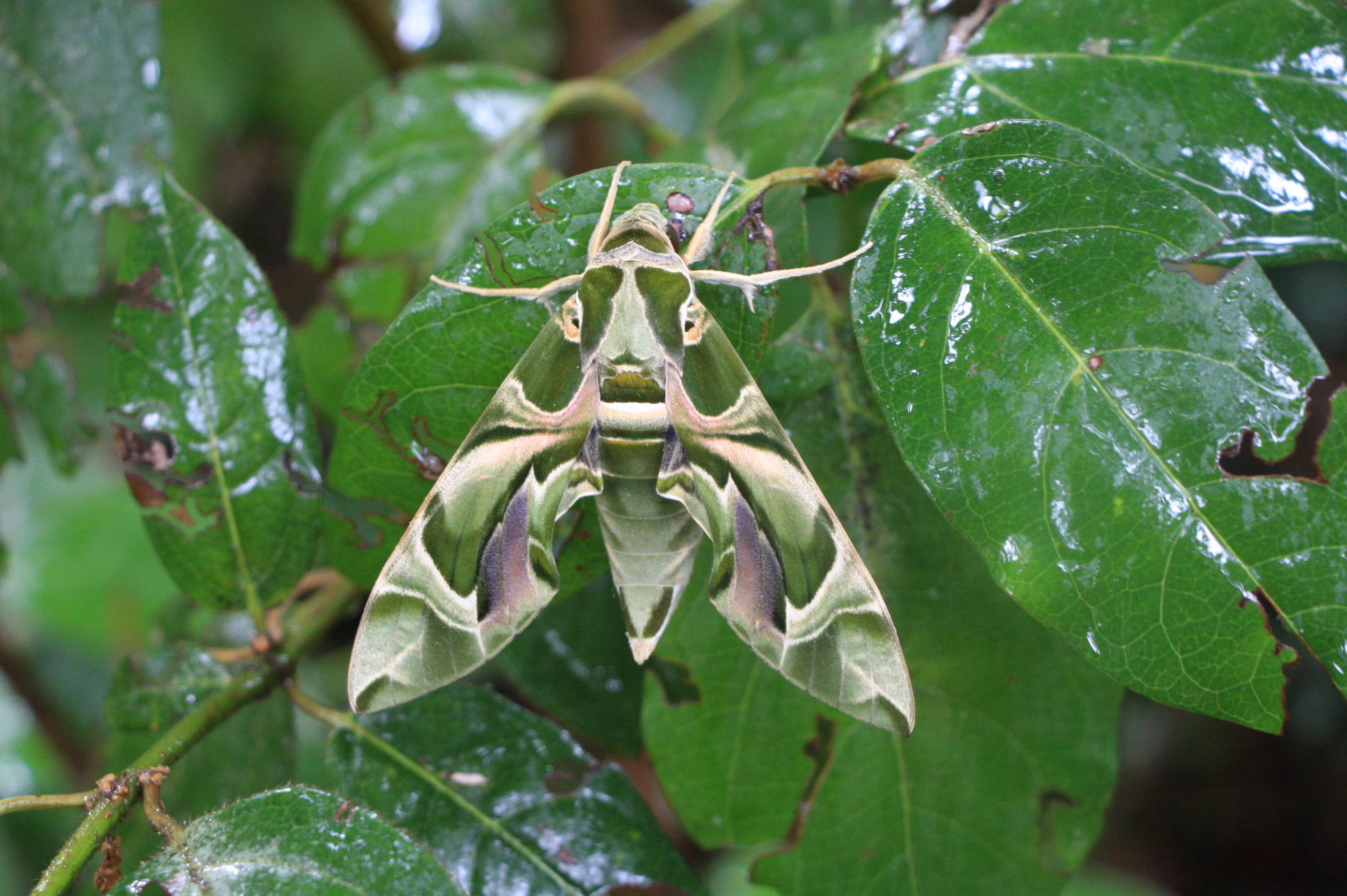 Daphnis nerii - oleanderszender