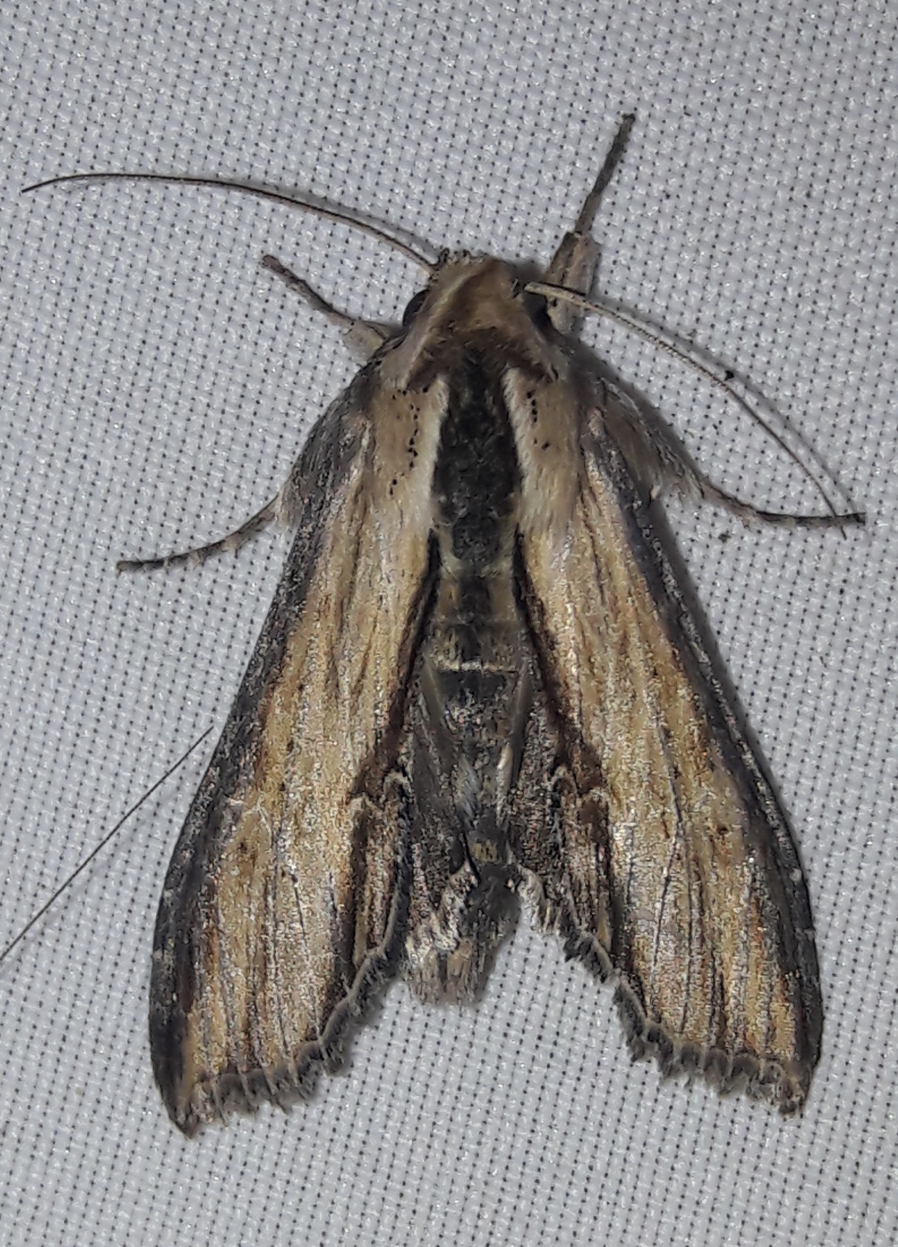 Shargacucullia scrophulariae - görvélyfű-csuklyásbagoly