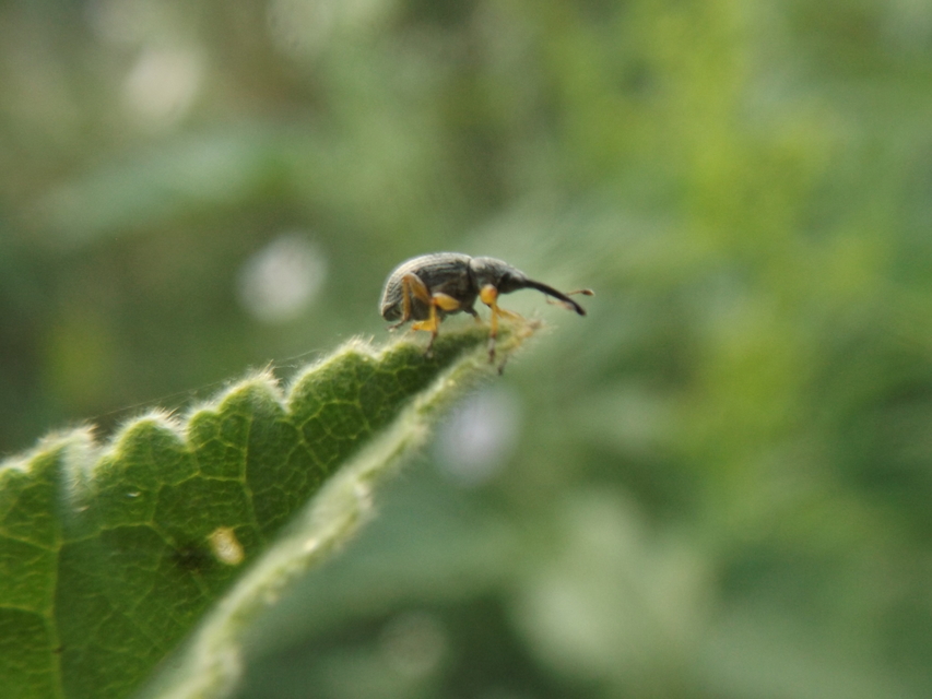Rhopalapion longirostre - mályvarózsa-cickányormányos