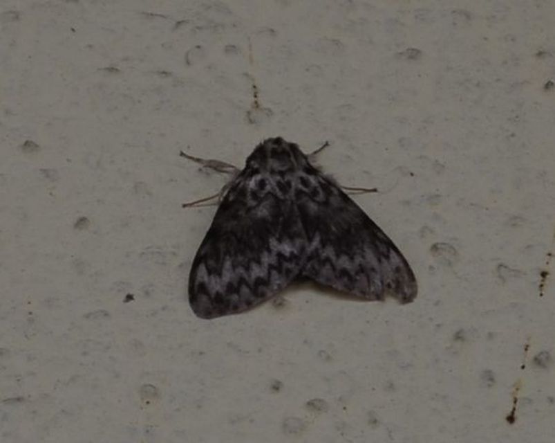 Lymantria monacha - apácalepke
