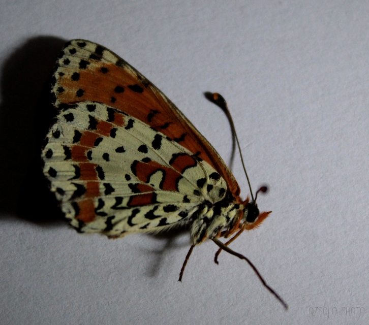 Melitaea didyma - tüzes tarkalepke