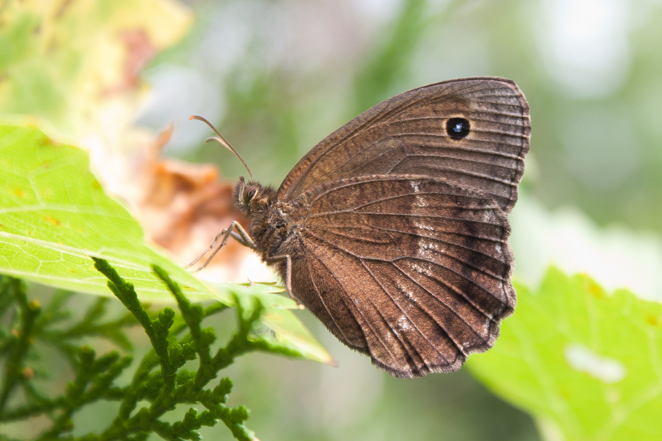 Minois dryas - fekete szemeslepke