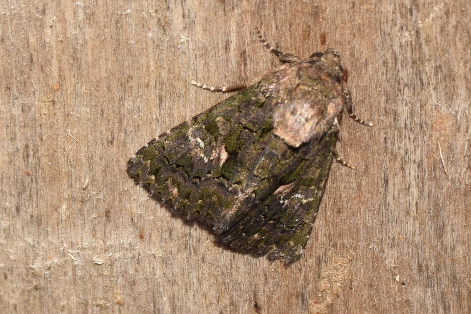 Anophia leucomelas - déli folyófűbagoly