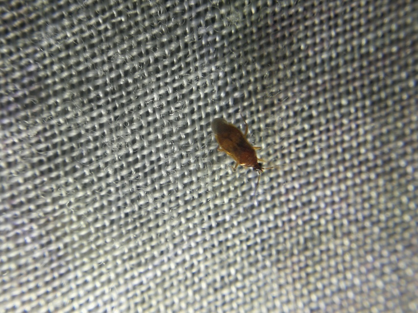Anthocoridae - virágpoloskák Anthocoridae - virágpoloskák