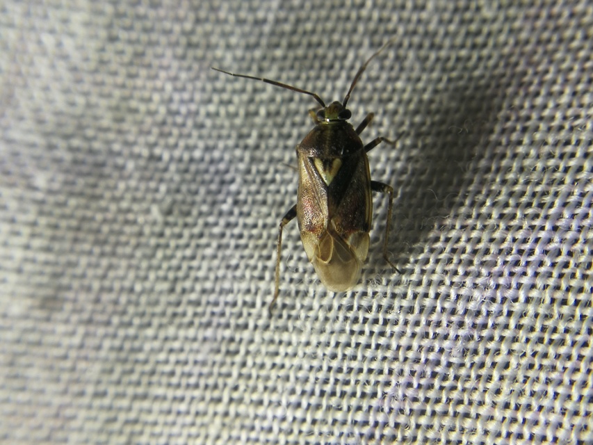 Lygus rugulipennis - molyhos mezeipoloska