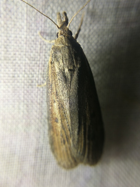 Lamoria zelleri - koldusmoly