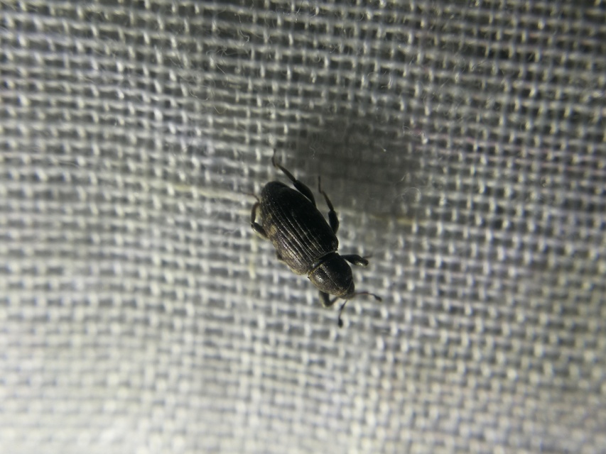 Bagous argillaceus - lakkfényű víziormányos Bagous argillaceus - lakkfényű víziormányos
