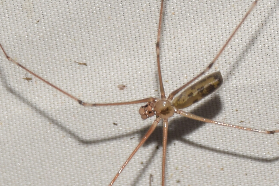 Pholcus phalangioides - nagy álkaszáspók