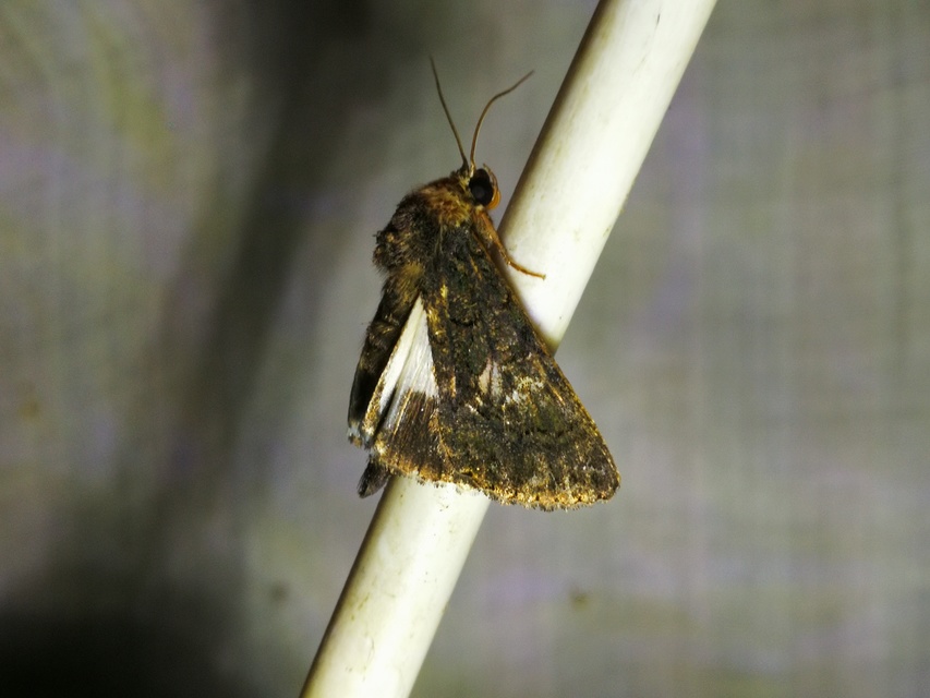 Anophia leucomelas - déli folyófűbagoly