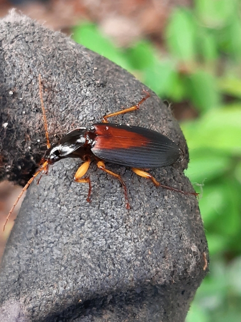 Dolichus halensis - hantfutó