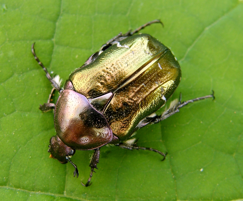 Cetonia aurata - aranyos virágbogár