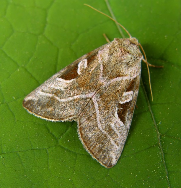 Eucarta virgo - mocsári ametisztbagoly