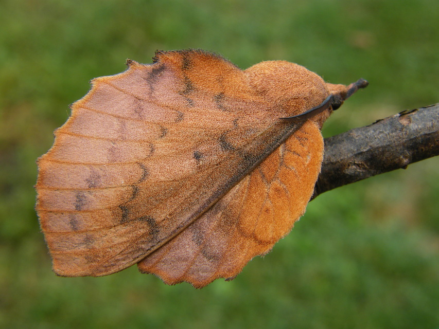 Gastropacha quercifolia - tölgylevélpohók