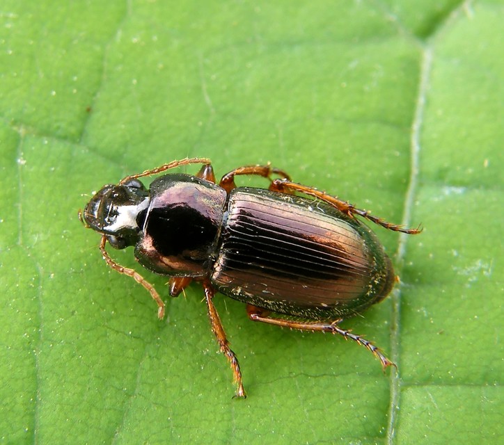 Harpalus affinis - szőrösszárnyú lomhafutó