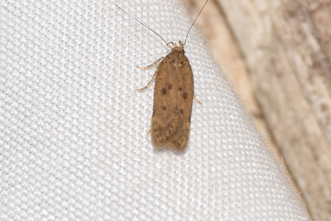 Bryotropha desertella - homoki mohamoly