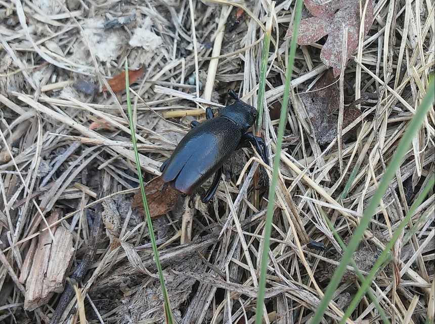 Dorcadion aethiops - fekete gyalogcincér