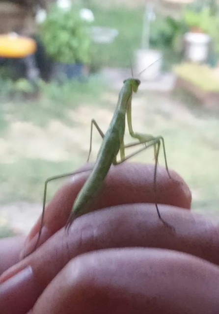 Mantis religiosa - imádkozósáska