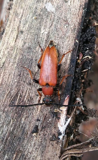 Stictoleptura rubra - vörös virágcincér