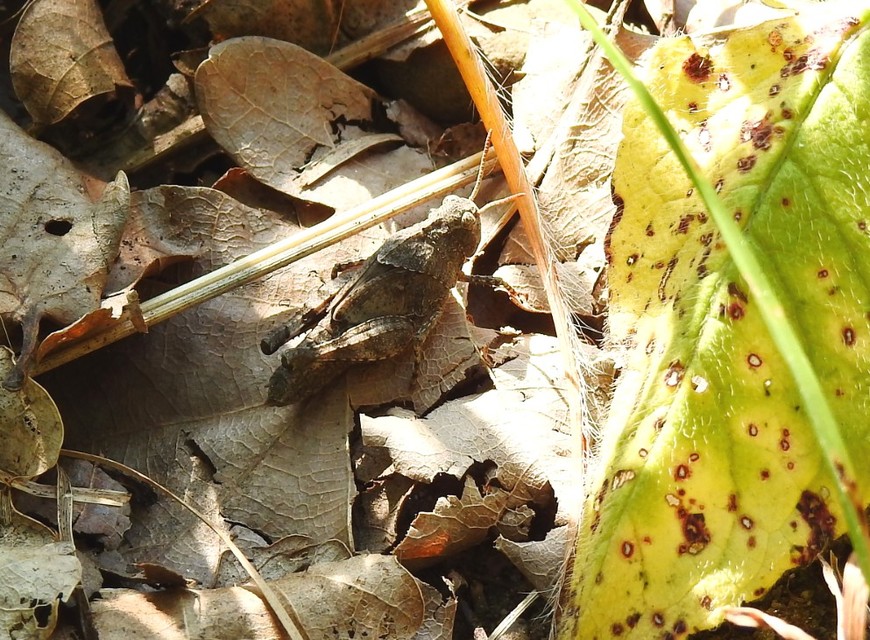 Oedipoda caerulescens - kékszárnyú sáska