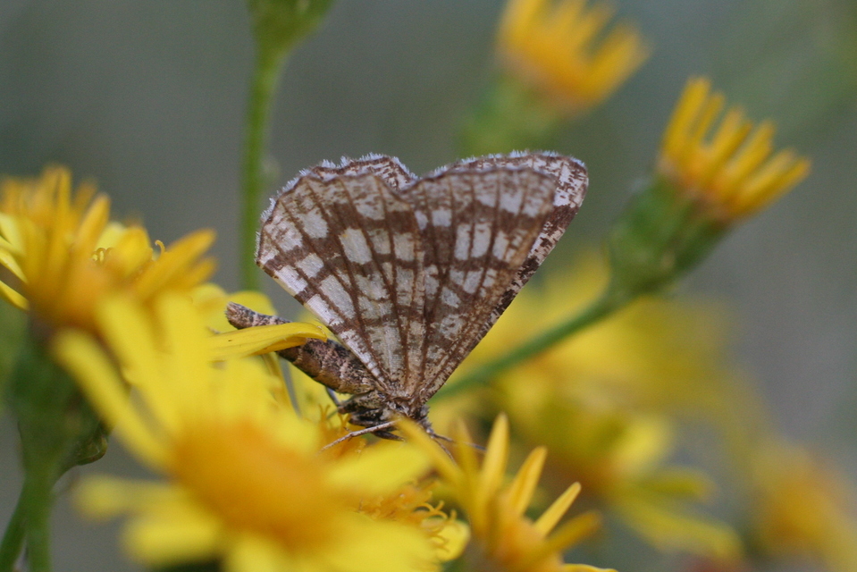 Chiasmia clathrata - rácsos rétiaraszoló