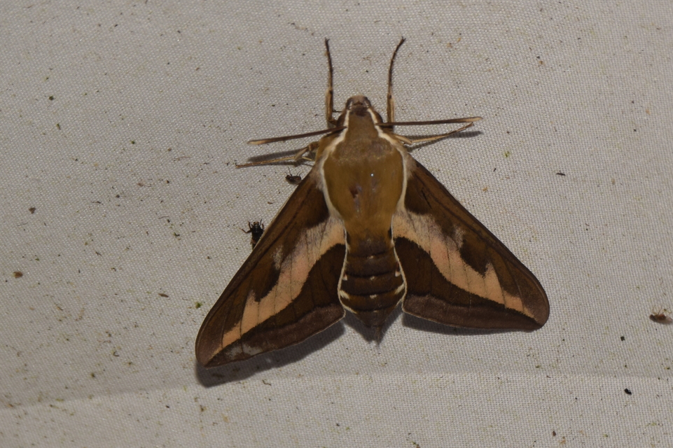 Hyles gallii - galajszender