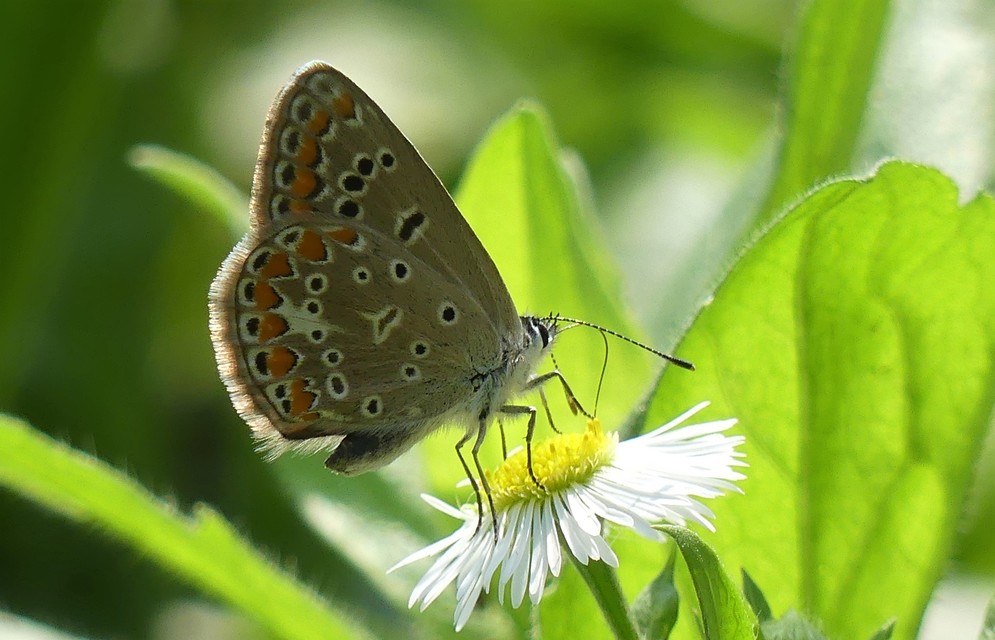 Aricia agestis - szerecsenboglárka