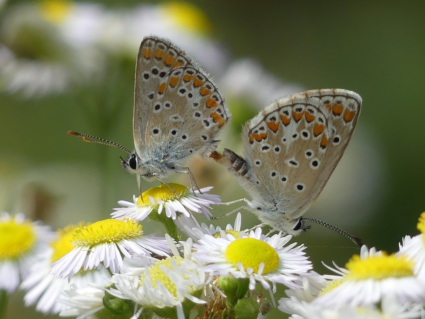 Aricia agestis - szerecsenboglárka