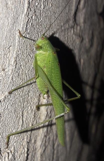 Phaneroptera nana - pontozott repülőszöcske