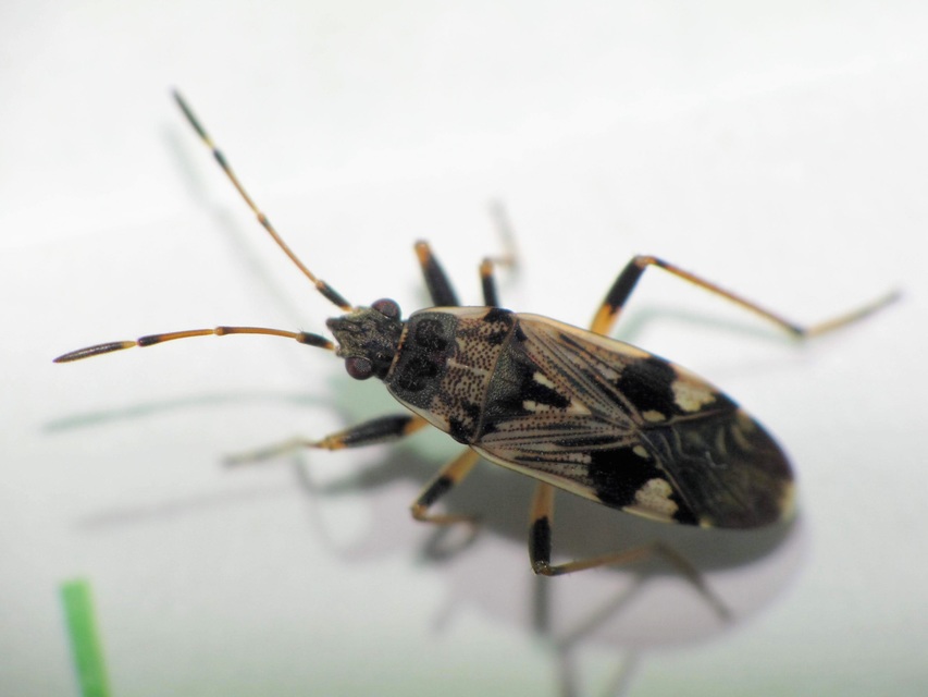 Beosus maritimus - homoki bodobács