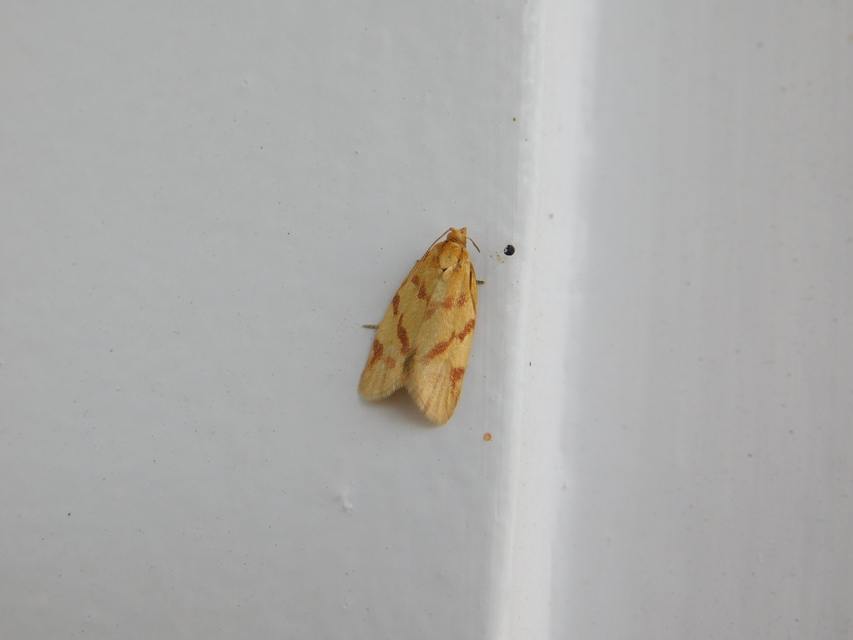 Clepsis pallidana - aranysárga sodrómoly