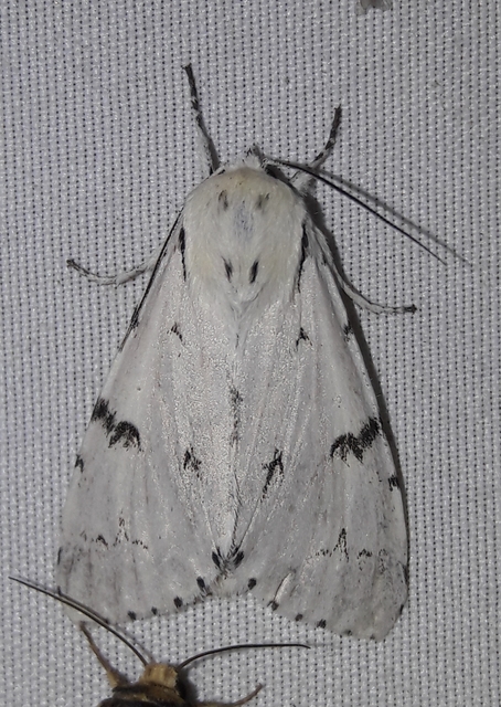 Acronicta leporina - fehér szigonyosbagoly