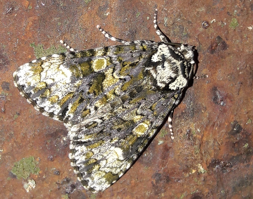Craniophora ligustri - fagyalbagoly