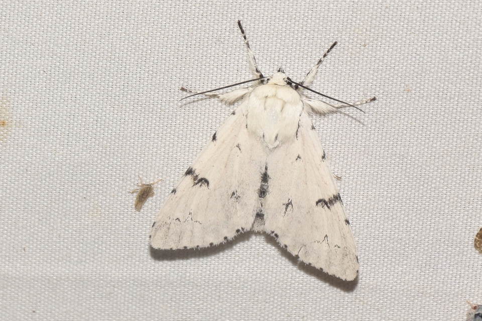 Acronicta leporina - fehér szigonyosbagoly