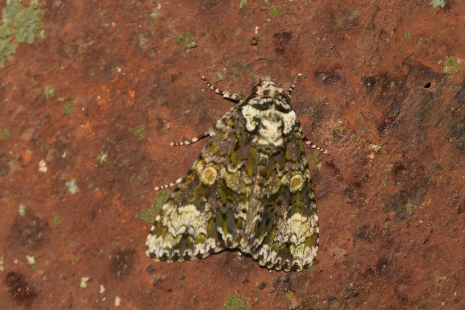 Craniophora ligustri - fagyalbagoly