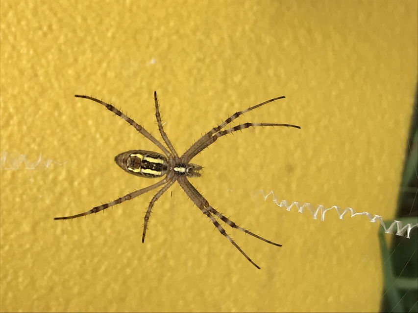 Argiope bruennichi - darázspók