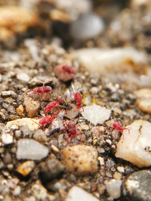 Balaustium