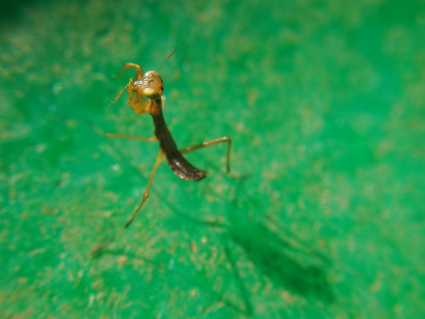 Mantis religiosa - imádkozósáska