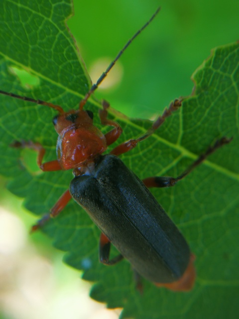 Cantharis livida - mezei lágybogár