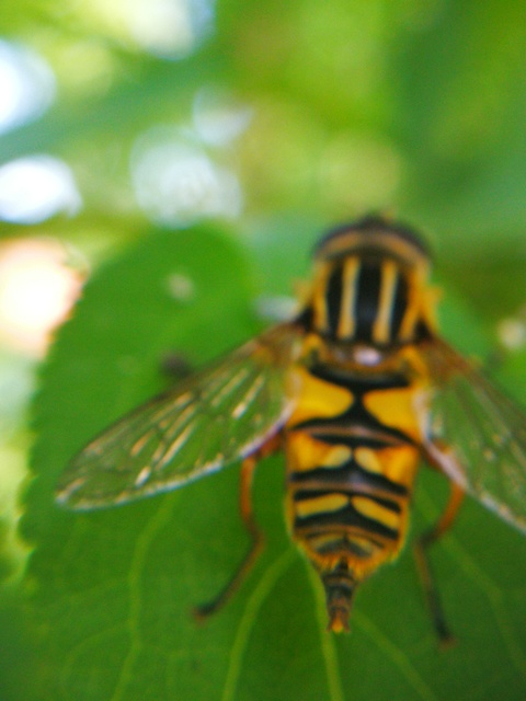 Helophilus pendulus - közönséges mocsárilégy