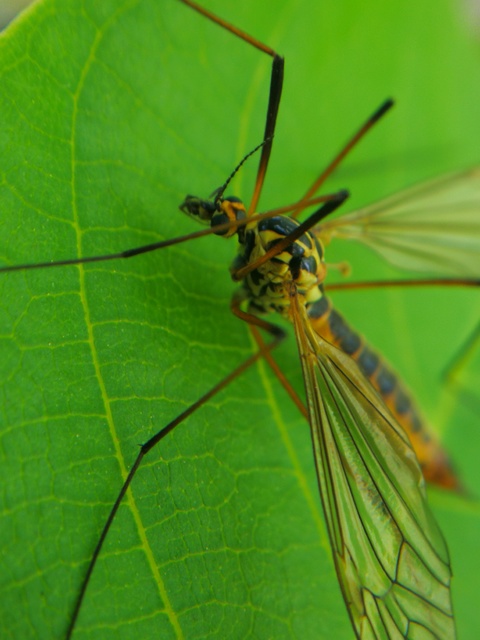 Nephrotoma