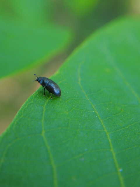 Meligethes