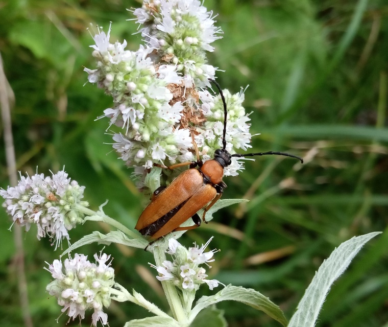 Stictoleptura rubra - vörös virágcincér