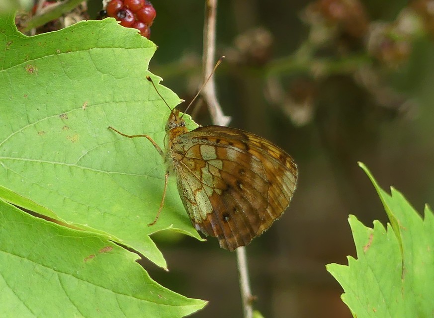 Brenthis daphne - málna-gyöngyházlepke