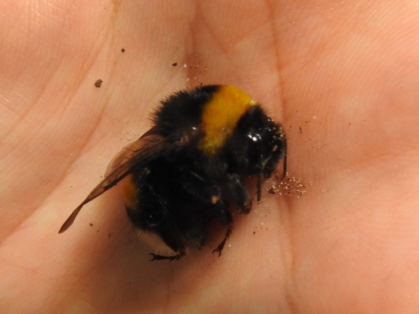 Bombus terrestris/lucorum