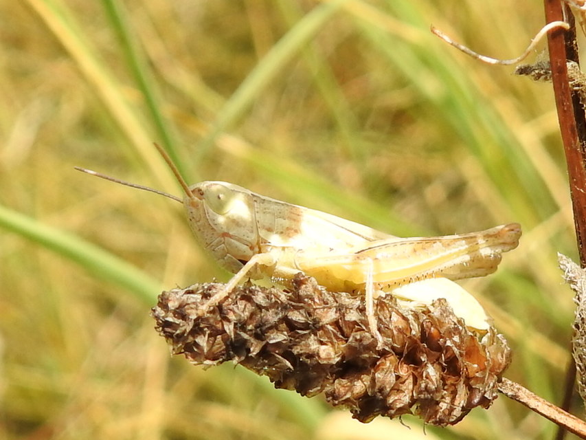Euchorthippus declivus - rövidszárnyú rétisáska