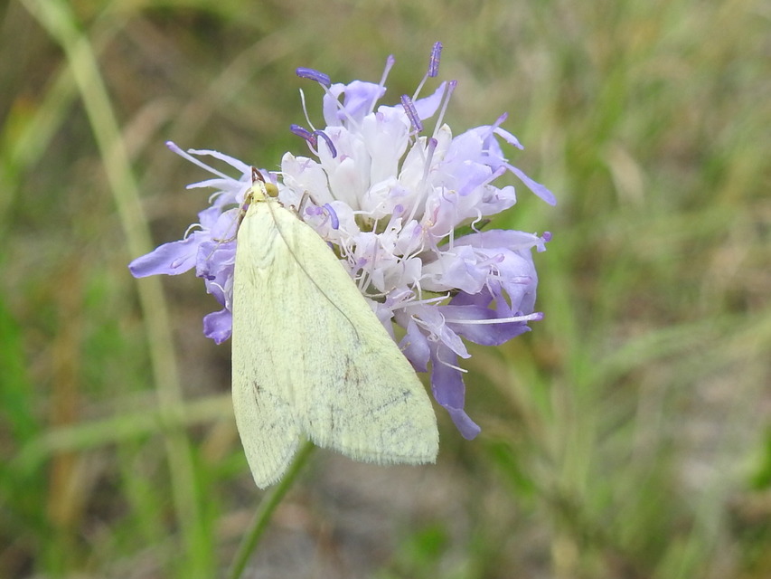 Sitochroa palealis - kénszárnyú dudvamoly