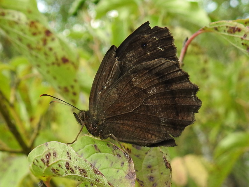 Minois dryas - fekete szemeslepke