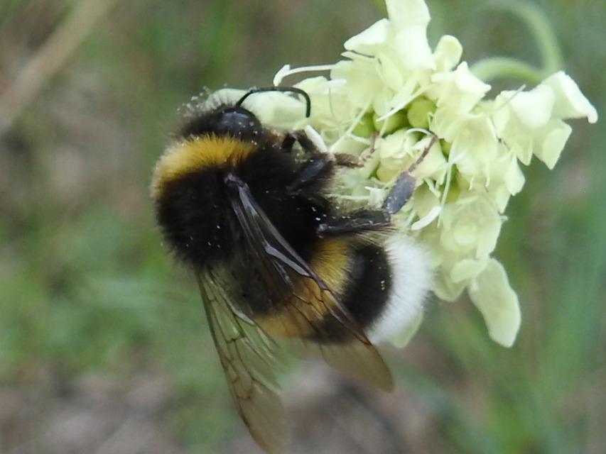 Bombus terrestris/lucorum